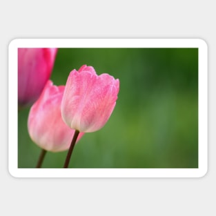 Pink tulips blossom close up, spring floral photo Sticker